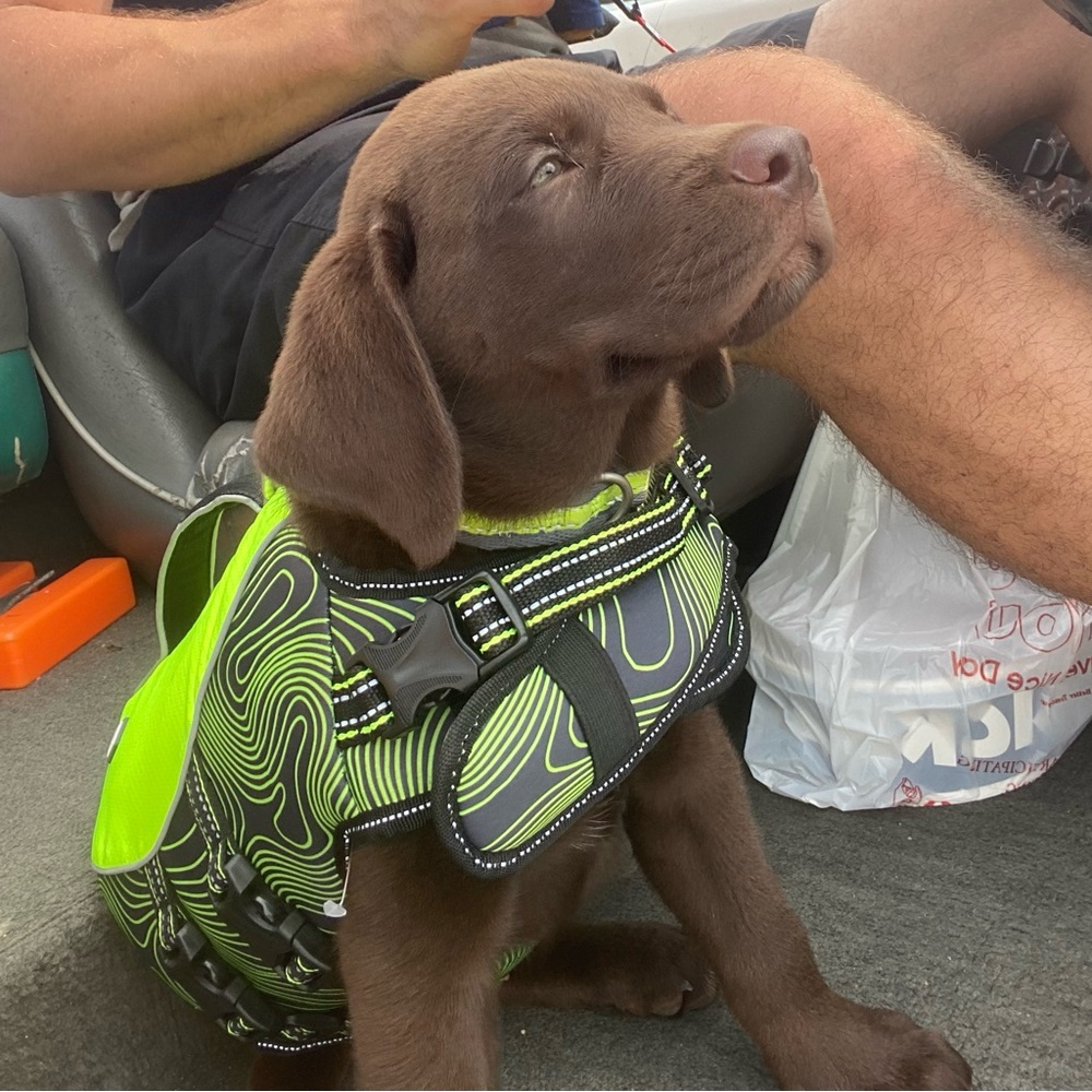 Dog Life Jacket